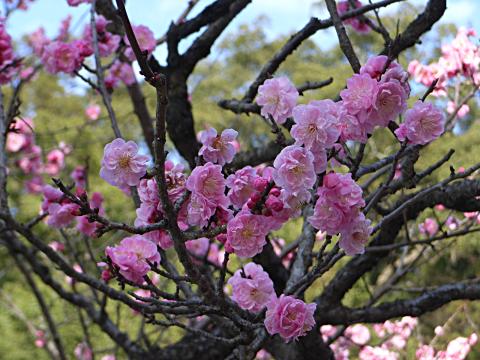 太宰府天満宮のコウバイ