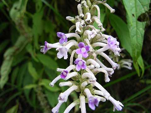 �t�W�E�c�M