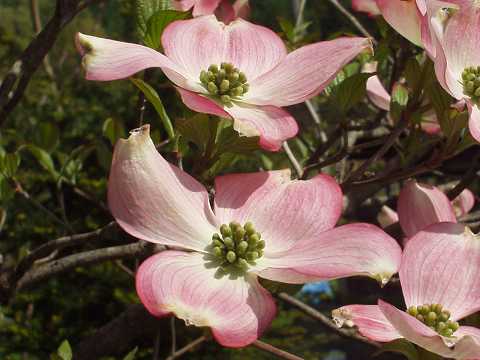 �n�i�~�Y�L