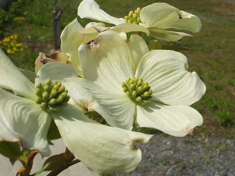 �n�i�~�Y�L