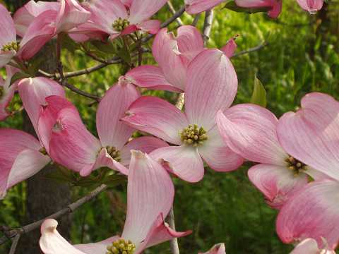 �n�i�~�Y�L