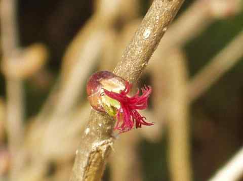 ハシバミの雌花