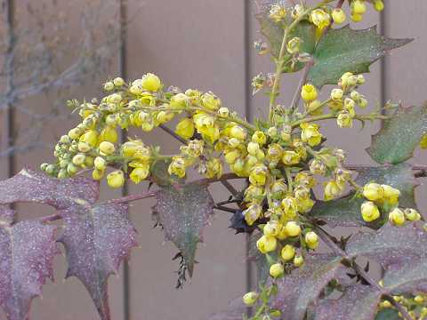 ヒイラギナンテン