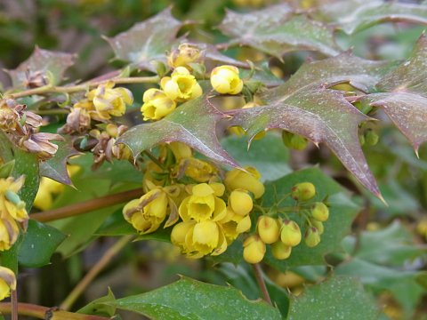 ヒイラギナンテン