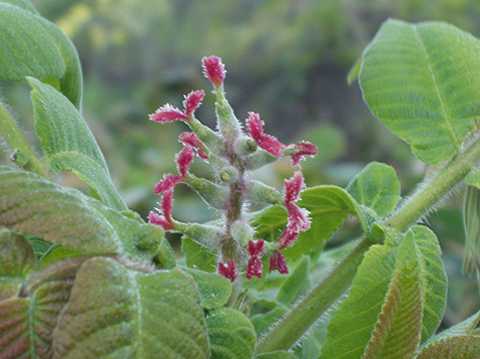 �q���O���~�̎���