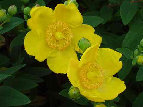 ヒペリカム・ヒドコート