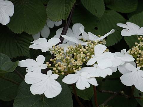 ケナシヤブデマリ