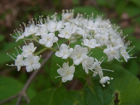 コバノガマズミ