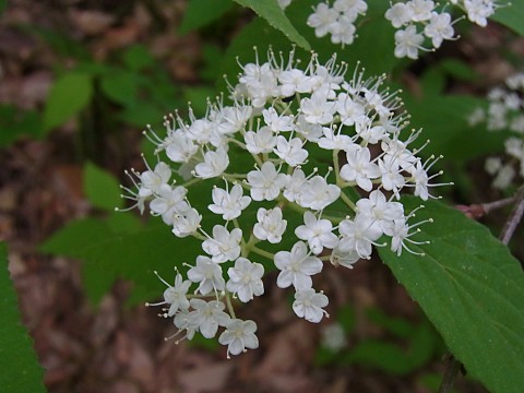 コバノガマズミ