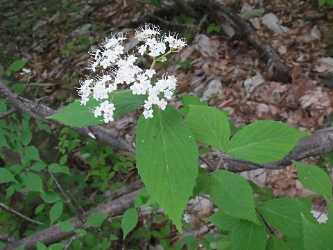 コバノガマズミ