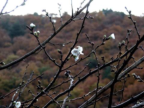 �R�u�N�U�N��