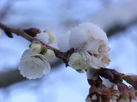 �R�u�N�U�N��