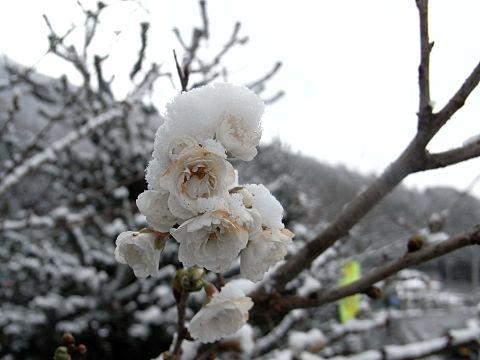 �R�u�N�U�N��