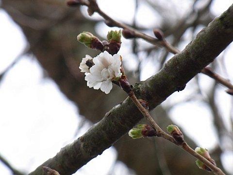 �R�u�N�U�N��