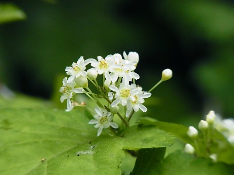 �R�S���E�c�M