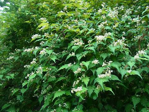 �R�S���E�c�M