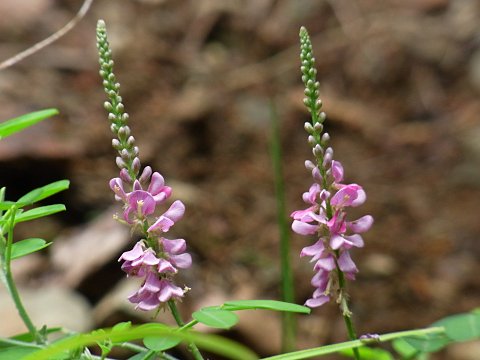 �R�}�c�i�M