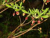 �R���E���N�c�c�W