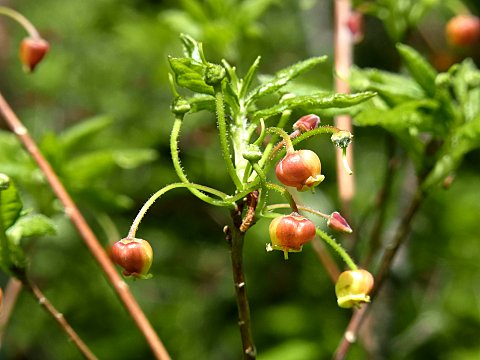 コヨウラクツツジ