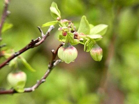 �N���}���m�L