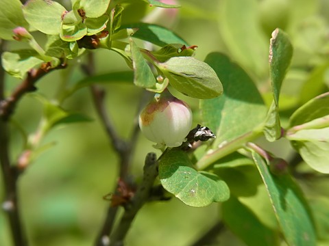 �N���}���m�L