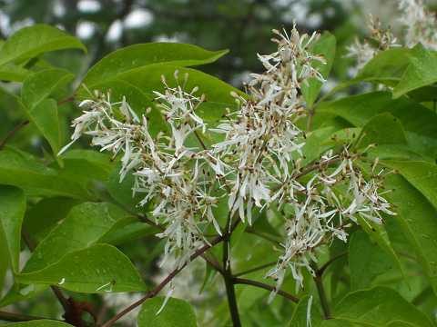 マルバアオダモ