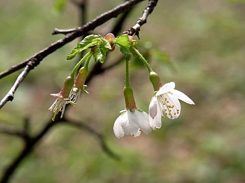 タカネザクラ