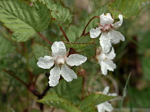 �j�K�C�`�S