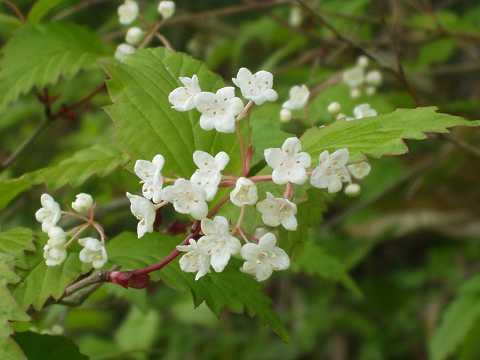 オトコヨウゾメ
