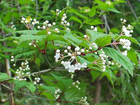 オトコヨウゾメ