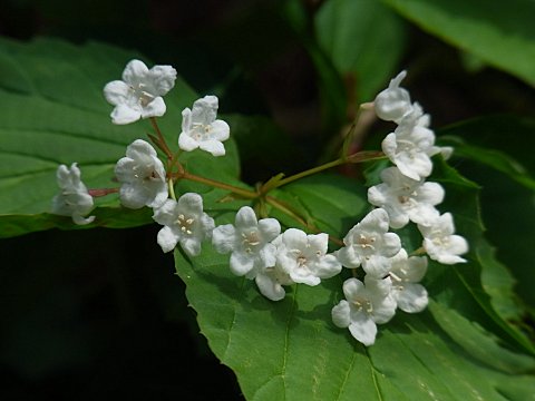 オトコヨウゾメ