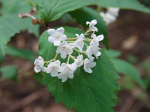 オトコヨウゾメ