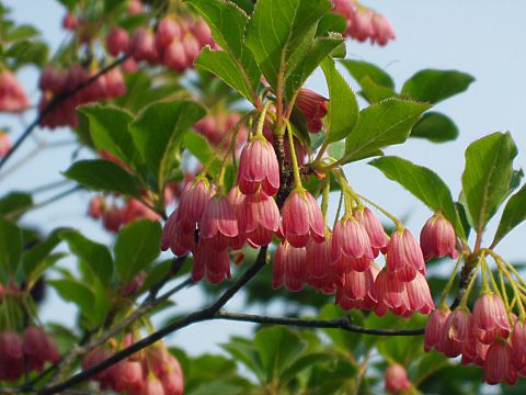 サラサドウダン