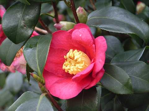 �T�U���J�̉�