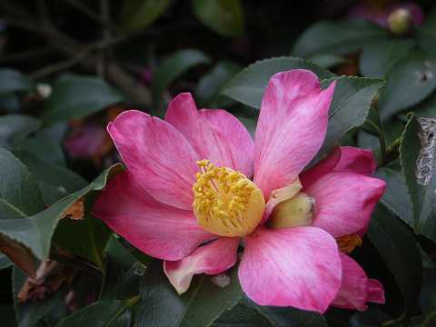 �T�U���J�̉�