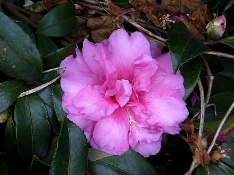 �T�U���J�̉�