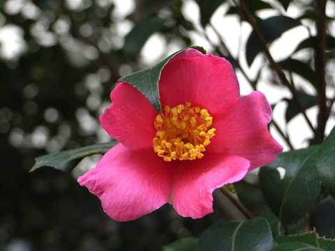 �T�U���J�̉�