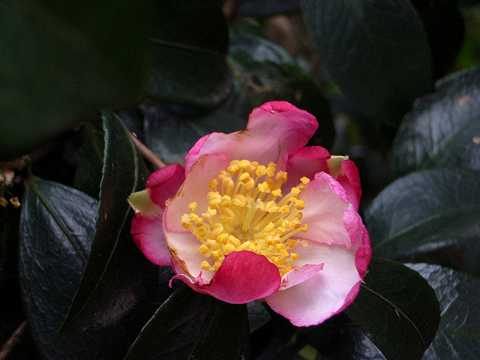 �T�U���J�̉�