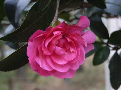 �T�U���J�̉�