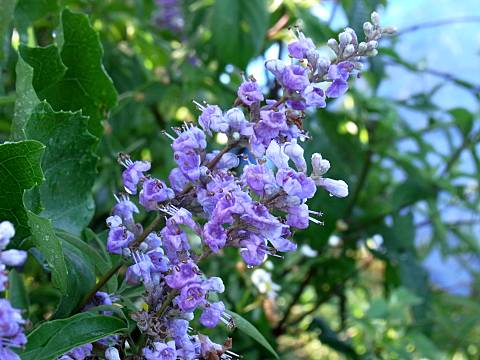 セイヨウニンジンボク