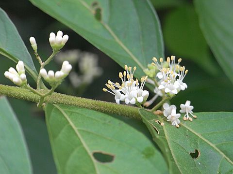 シロミノコムラサキ