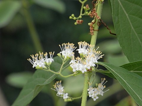 シロミノコムラサキ