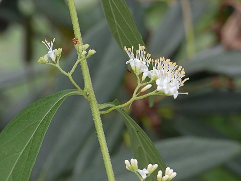 シロミノコムラサキ