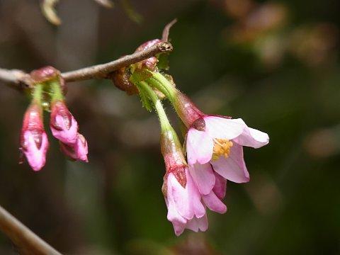 タカネザクラ