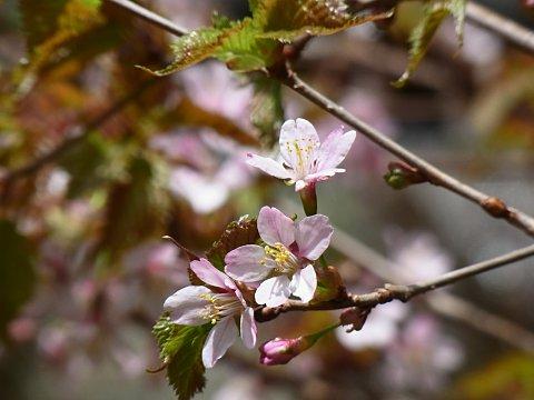タカネザクラ