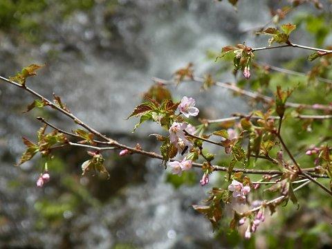 タカネザクラ