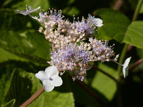 タマアジサイ