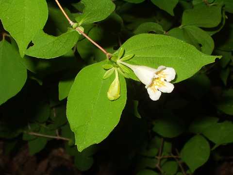 ツクバネウツギ