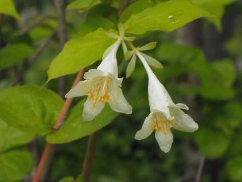 ツクバネウツギ