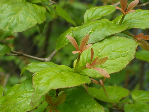 ツクバネウツギ